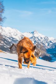 悬崖电视剧封面，主角在雪地中行走，背景是东北冬日萧瑟景色，冷峻感强